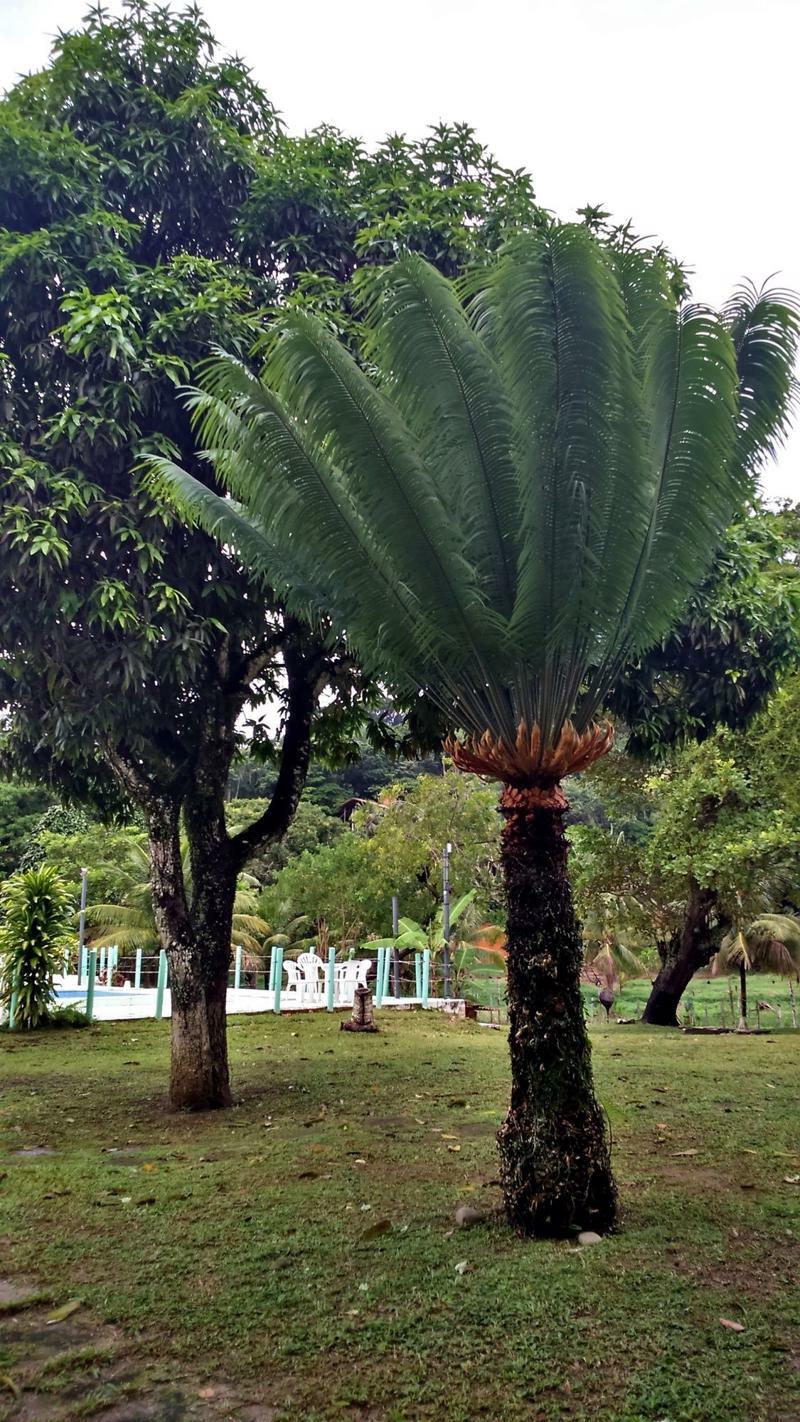 Pousada Sitio Paraiso Itacaré Exterior foto